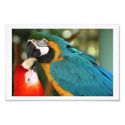 Paar Macaws Kissing Fotodruck (Vorne)