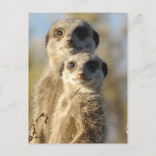 Paar Meerkats Postkarte