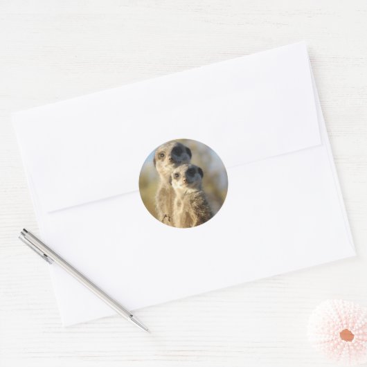 Paar Meerkats Runder Aufkleber (Umschlag)