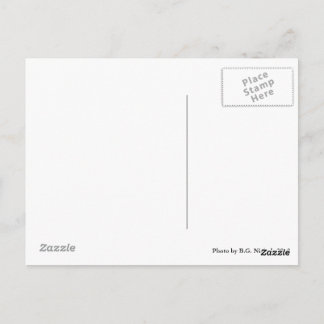 Paar Metallhunde Postkarte