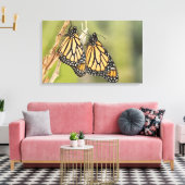 Paar Monarch Butterflys Fotografie Leinwand Kunst (Insitu (Wohnzimmer))