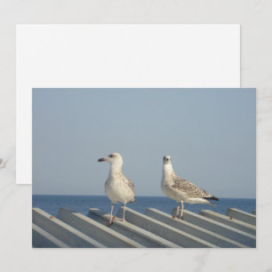 Paar Möwen Feiertagskarte