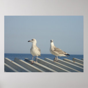 Paar Möwen Poster