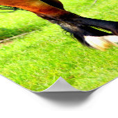 Paar polnischer roter Pferde in der Bucht | Grüne  Poster (Ecke)