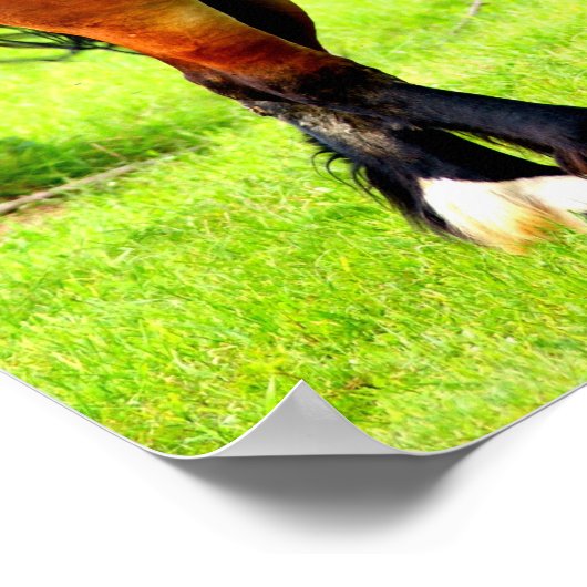 Paar polnischer roter Pferde in der Bucht | Grüne Poster (Ecke)