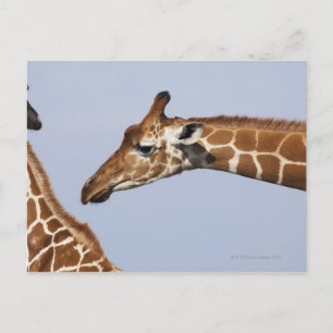 Paar retikulierter Giraffen (Giraffa) Postkarte