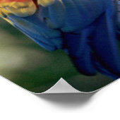 Paar Scharlacharas Poster (Ecke)