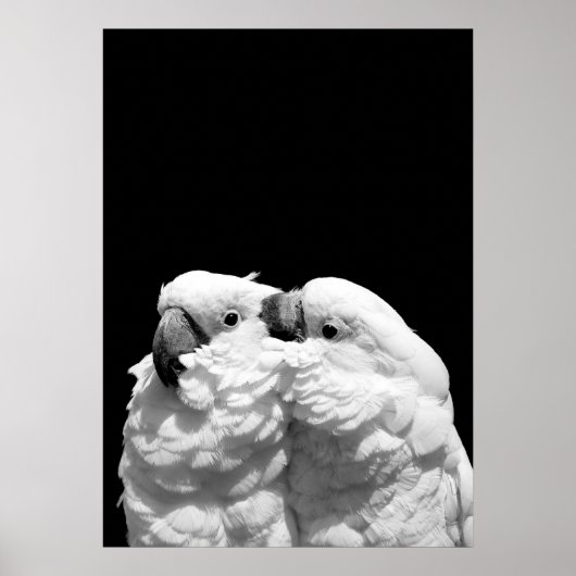 Paar Schirmkakados Poster (Vorne)