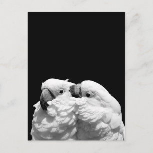 Paar Schirmkakados Postkarte