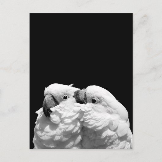 Paar Schirmkakados Postkarte (Vorderseite)