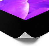 Paar schöne weiße Doves Poster (Ecke)