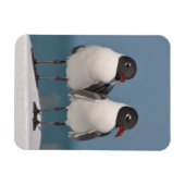 Paar schwarz gehauchter Golle Magnet (Horizontal)