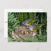 Paar trauernder Warbler mit jungen Leuten Postkarte (Vorne/Hinten)