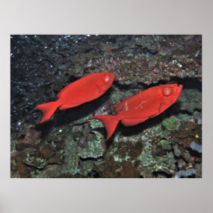 Paar von Bigeyes Poster