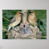 Paar von Cedar Waxwings mit jungen Poster (Vorne)
