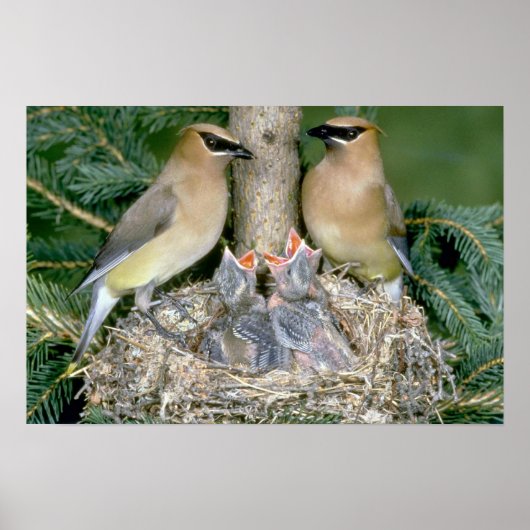 Paar von Cedar Waxwings mit jungen Poster (Vorne)