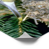 Paar von Cedar Waxwings mit jungen Poster (Ecke)