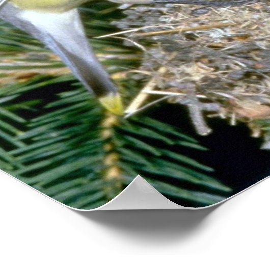 Paar von Cedar Waxwings mit jungen Poster (Ecke)