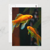 Paar von Lucky Goldfish Postkarte (Vorne/Hinten)