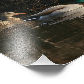 Paar von Mallard Ducks Fütternd Fotografie Print (Ecke)