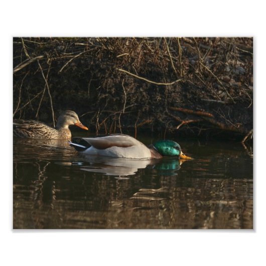 Paar von Mallard Ducks Fütternd Fotografie Print (Vorne)