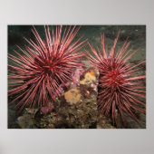 Paar von Riesenroten Meer Urchins Kunstdrucke Poster (Vorne)