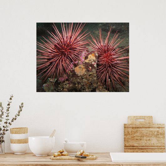 Paar von Riesenroten Meer Urchins Kunstdrucke Poster (Küche)