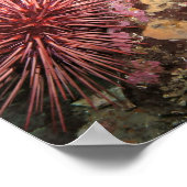 Paar von Riesenroten Meer Urchins Kunstdrucke Poster (Ecke)