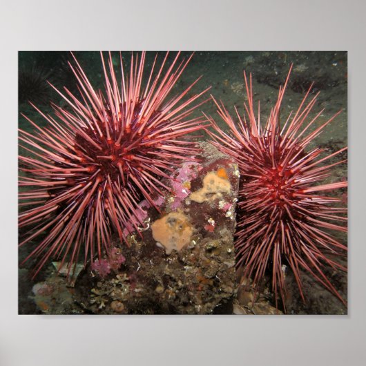 Paar von Riesenroten Meer Urchins Kunstdrucke Poster (Vorne)