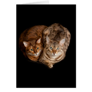 Paare der bengalischen Kätzchen