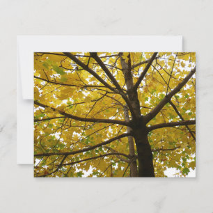 Paare der gelben Ahornbäume Herbstnatur