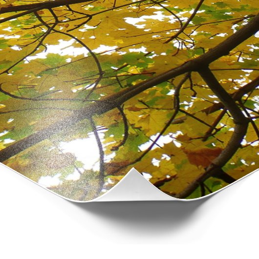 Paare der gelben Ahornbäume Herbstnatur Fotodruck (Ecke)
