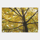 Paare der gelben Ahornbäume Herbstnatur Geschenkpapier Set (Vorderseite)