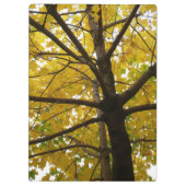 Paare der gelben Ahornbäume Herbstnatur Klemmbrett (Rückseite)