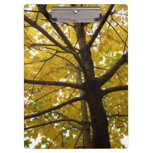 Paare der gelben Ahornbäume Herbstnatur Klemmbrett