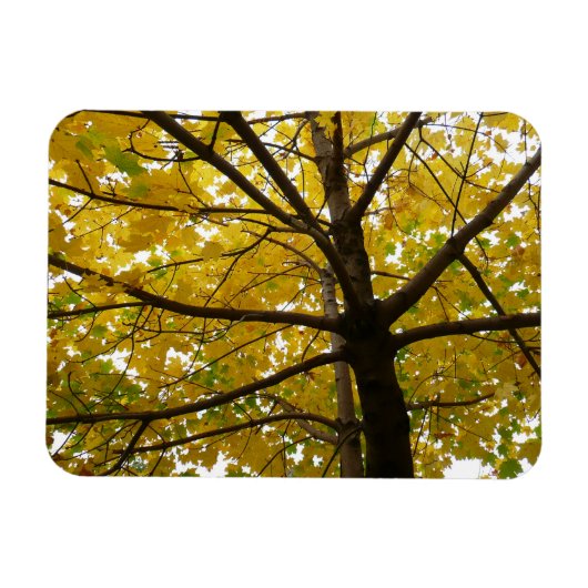 Paare der gelben Ahornbäume Herbstnatur Magnet (Horizontal)