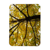 Paare der gelben Ahornbäume Herbstnatur Magnet (Vertikal)