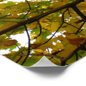 Paare der gelben Ahornbäume Herbstnatur Poster (Ecke)