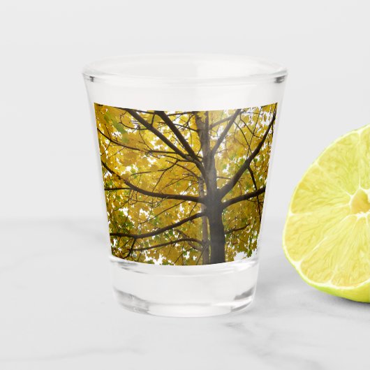 Paare der gelben Ahornbäume Herbstnatur Schnapsglas (Vorderseite)