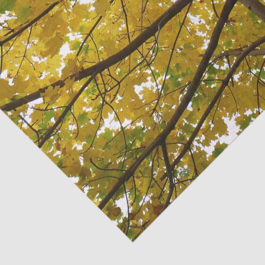 Paare der gelben Ahornbäume Herbstnatur Seidenpapier (Ausschnitt)