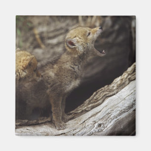 Paare der jungen heulenden Kojote-Welpen Magnet