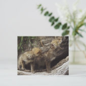 Paare der jungen heulenden Kojote-Welpen Postkarte (Stehend Vorderseite)