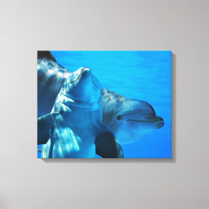Paare der neugierigen Delphin-Bildergalerie Leinwanddruck