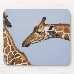 Paare der retikulierten Giraffen (Giraffa) Mousepad