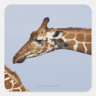 Paare der retikulierten Giraffen (Giraffa Quadratischer Aufkleber