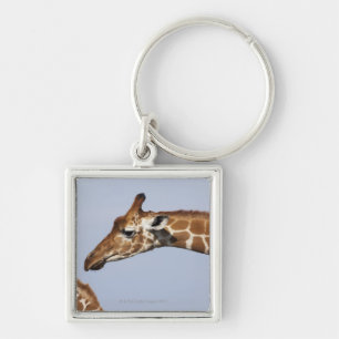 Paare der retikulierten Giraffen (Giraffa Schlüsselanhänger