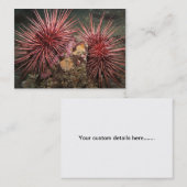 Paare der Urchins des Riesenroten Meeres - Visiten Visitenkarte (Vorne/Hinten)