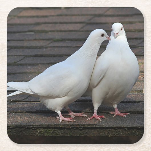 Paare der weißen Tauben Rechteckiger Pappuntersetzer (Vorderseite)