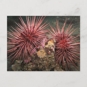 Paare des Riesenroten Meeres Urchins Postkarte