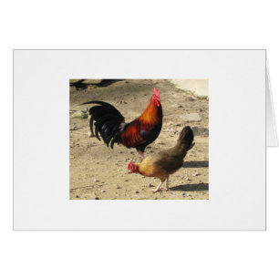 Paare des Rundkopfs Gamebirds